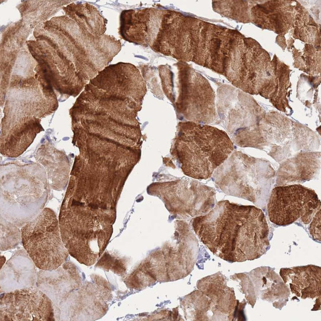 Apolipoprotein L4 Antibody in Immunohistochemistry (Paraffin) (IHC (P))
