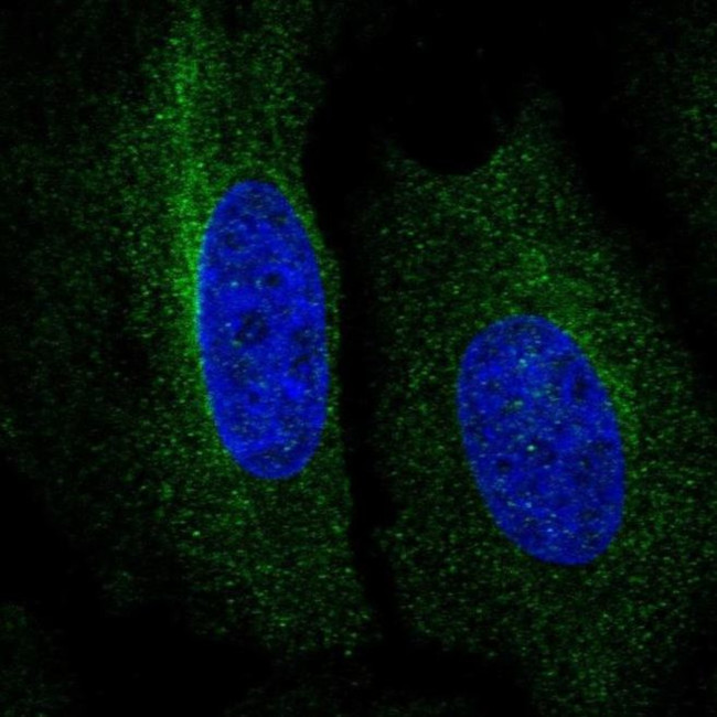 RNF167 Antibody in Immunocytochemistry (ICC/IF)