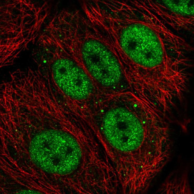 ZGLP1 Antibody in Immunocytochemistry (ICC/IF)