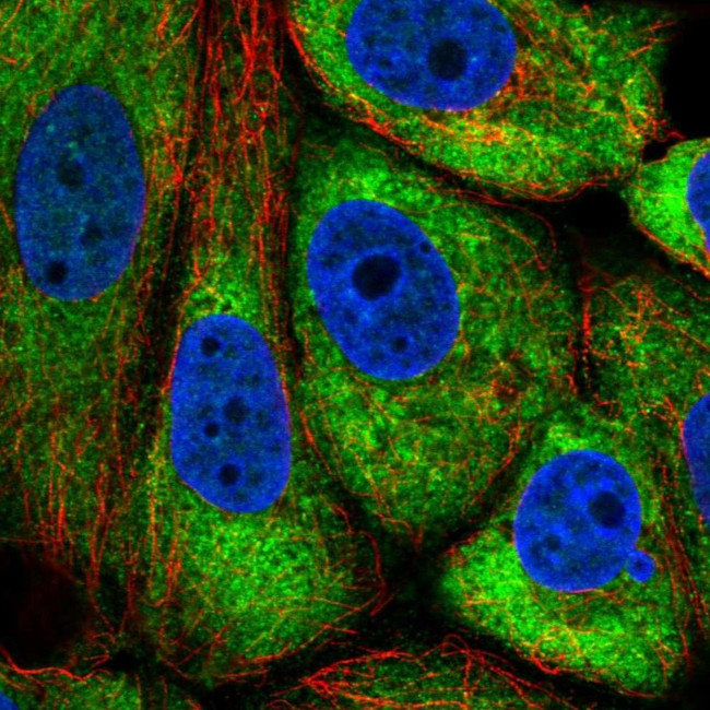 TMEM121 Antibody in Immunocytochemistry (ICC/IF)