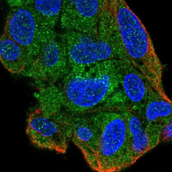 ZNF167 Antibody in Immunocytochemistry (ICC/IF)