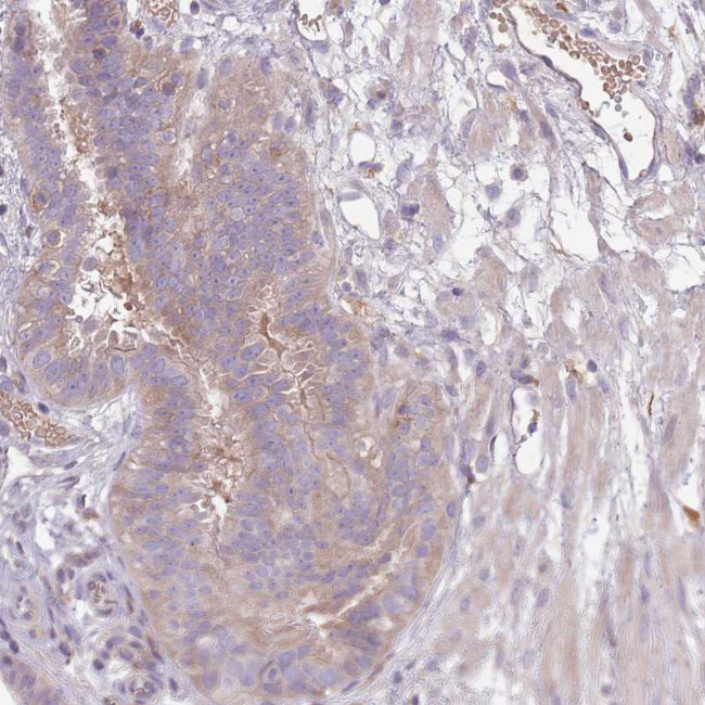 OR2V2 Antibody in Immunohistochemistry (Paraffin) (IHC (P))
