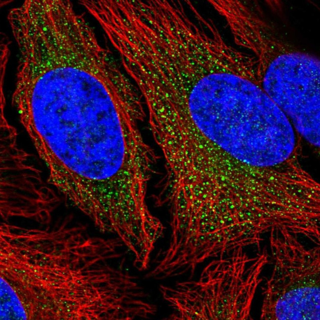 C7orf28A Antibody in Immunocytochemistry (ICC/IF)