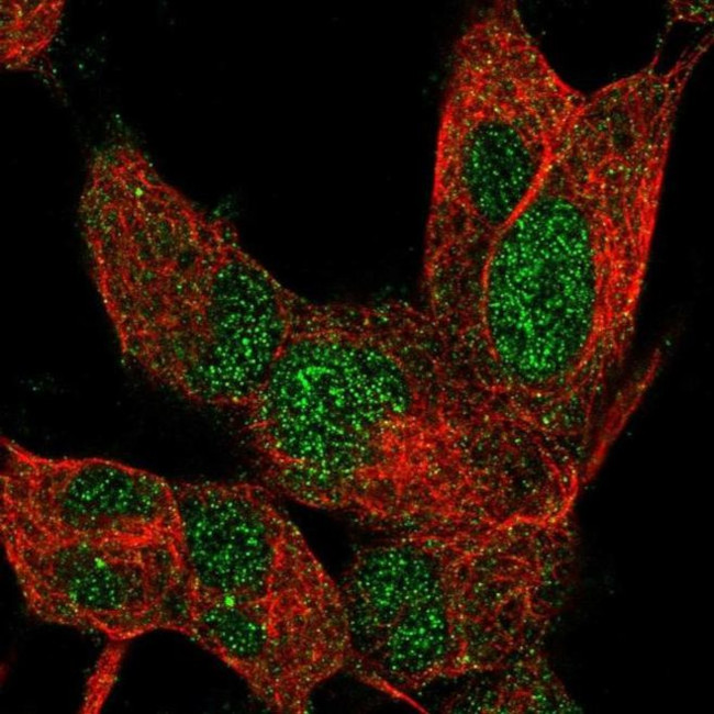 ZNF334 Antibody in Immunocytochemistry (ICC/IF)
