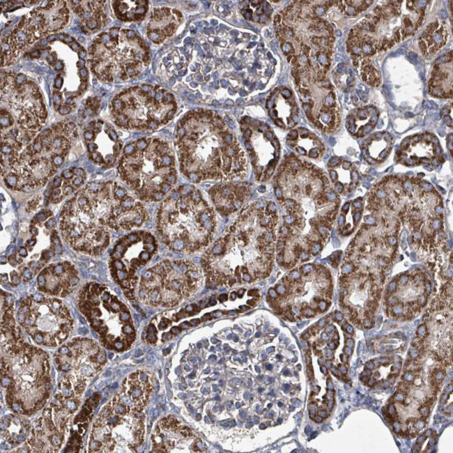C4orf29 Antibody in Immunohistochemistry (Paraffin) (IHC (P))