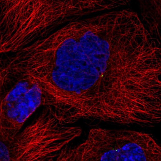 HPS4 Antibody in Immunocytochemistry (ICC/IF)