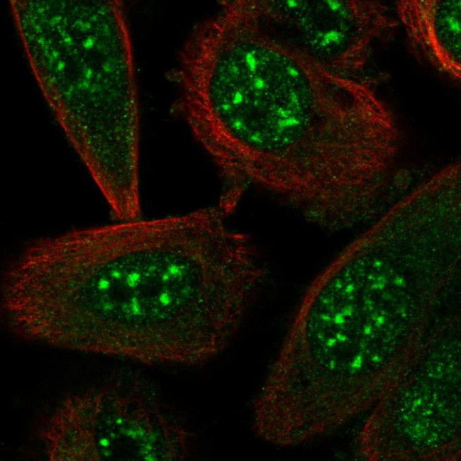 STYXL1 Antibody in Immunocytochemistry (ICC/IF)