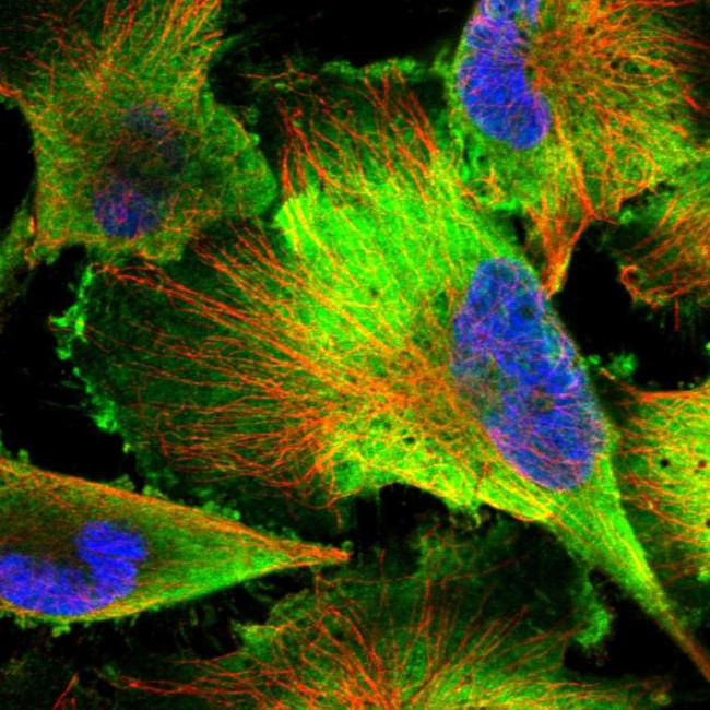 PDAP1 Antibody in Immunocytochemistry (ICC/IF)