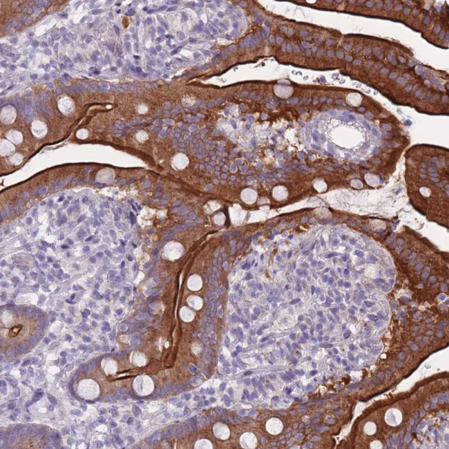 HOOK2 Antibody in Immunohistochemistry (Paraffin) (IHC (P))