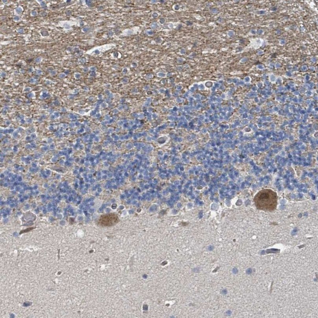 MDGA1 Antibody in Immunohistochemistry (IHC)