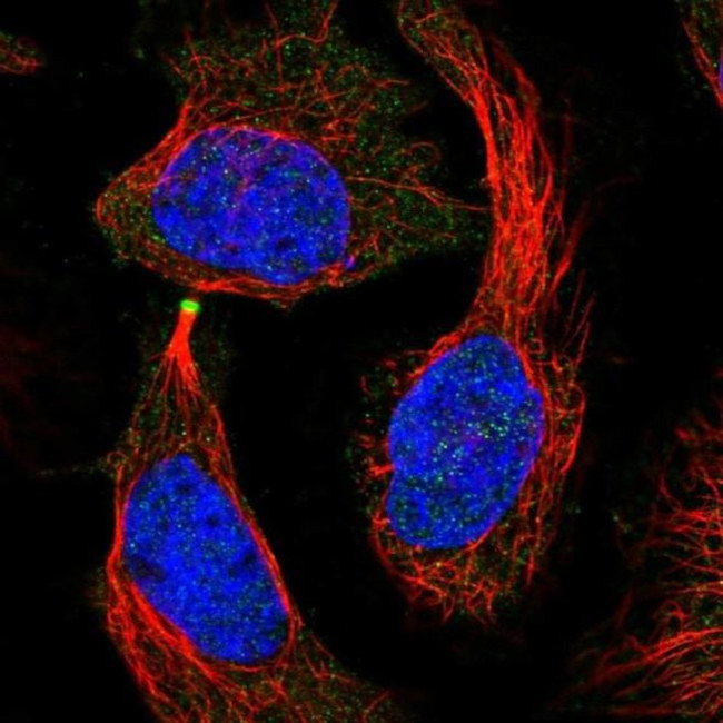 IGFN1 Antibody in Immunocytochemistry (ICC/IF)