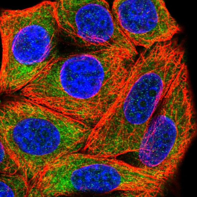 RPL28 Antibody in Immunocytochemistry (ICC/IF)