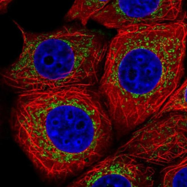 FMC1 Antibody in Immunocytochemistry (ICC/IF)