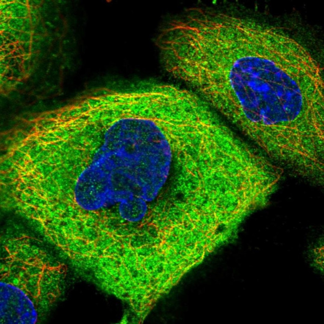 CCDC112 Antibody in Immunocytochemistry (ICC/IF)