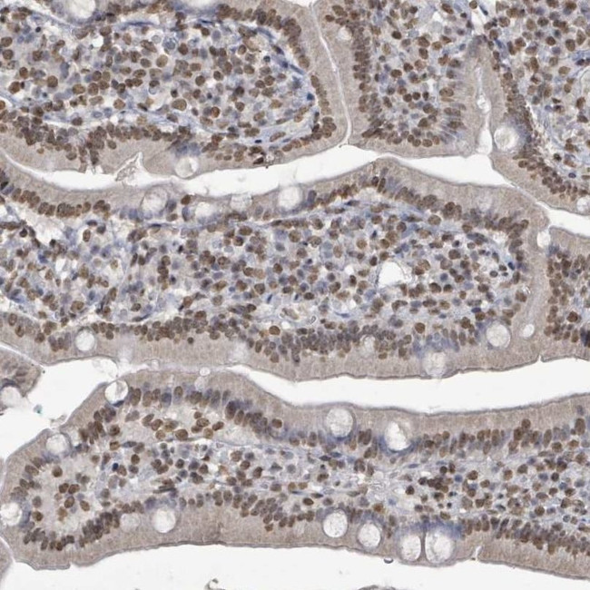 MRPS12 Antibody in Immunohistochemistry (IHC)