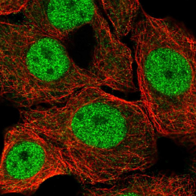 ZBTB14 Antibody in Immunocytochemistry (ICC/IF)