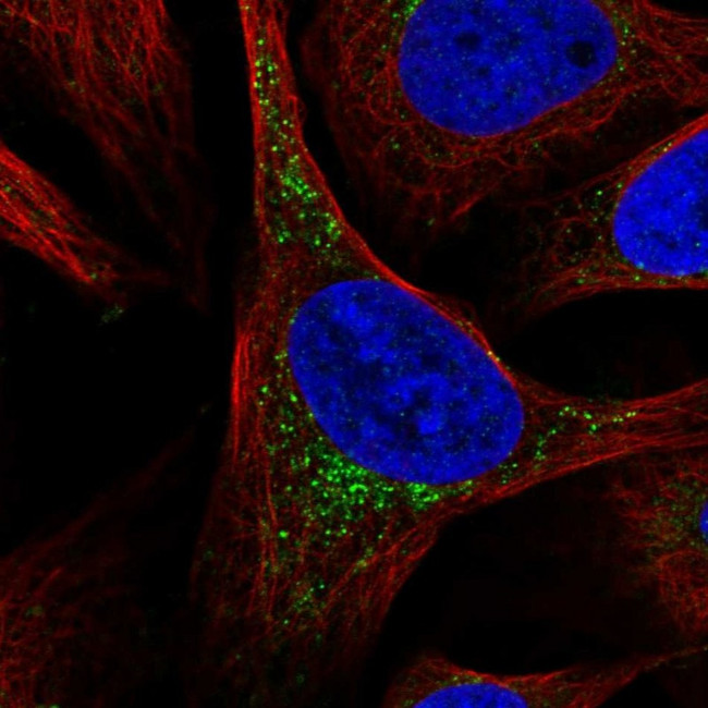 SCCPDH Antibody in Immunocytochemistry (ICC/IF)