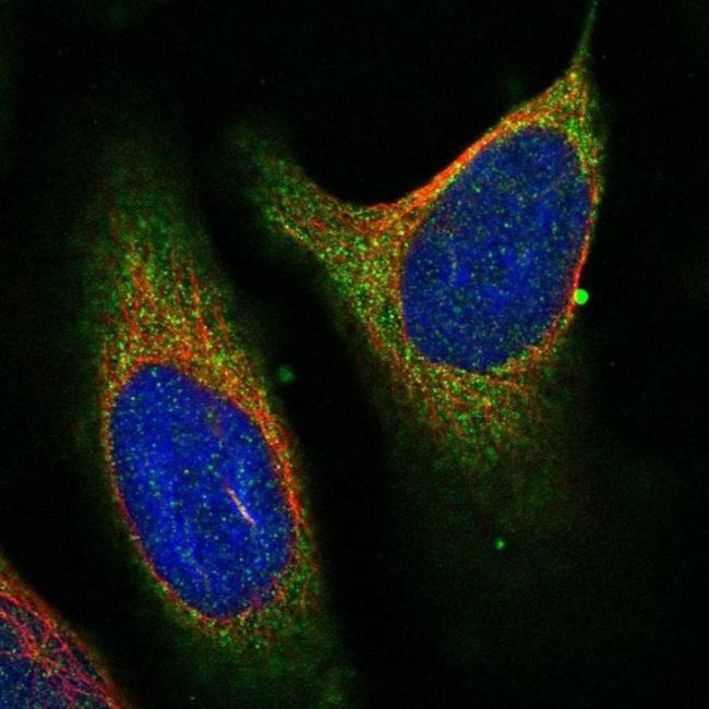 FAM43B Antibody in Immunocytochemistry (ICC/IF)
