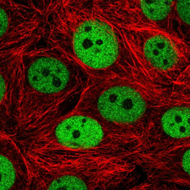 C14orf4 Antibody in Immunocytochemistry (ICC/IF)
