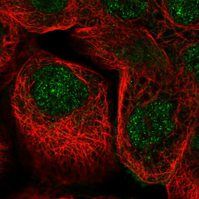 ZNF524 Antibody in Immunocytochemistry (ICC/IF)