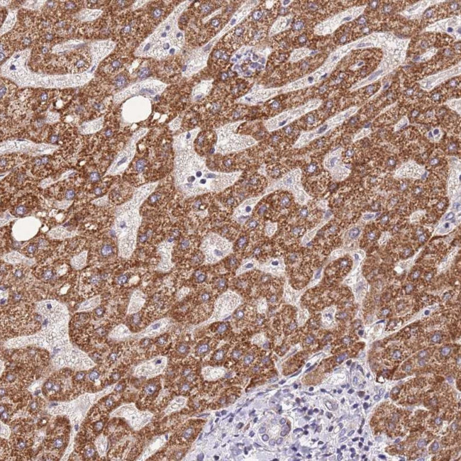TOPAZ1 Antibody in Immunohistochemistry (Paraffin) (IHC (P))