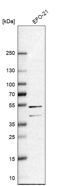 RAI2 Antibody in Western Blot (WB)
