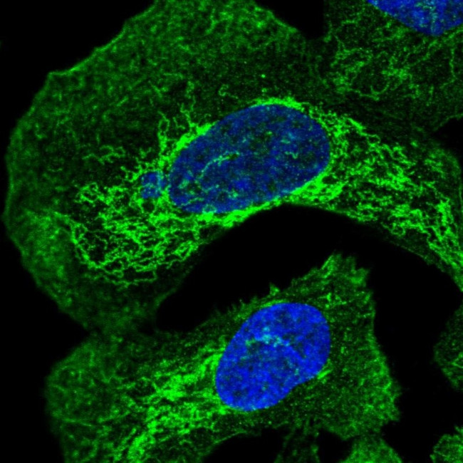 FAM105B Antibody in Immunocytochemistry (ICC/IF)