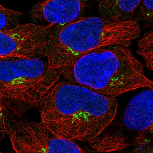 CALML4 Antibody in Immunocytochemistry (ICC/IF)