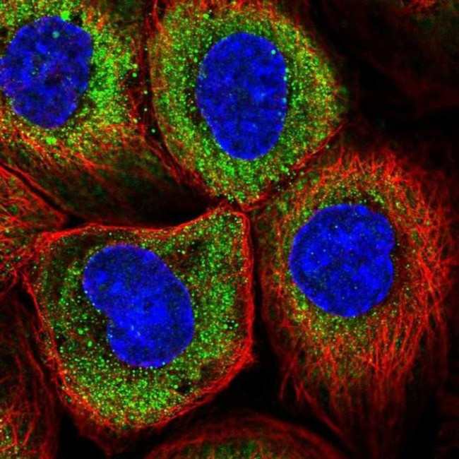 RNF23 Antibody in Immunocytochemistry (ICC/IF)