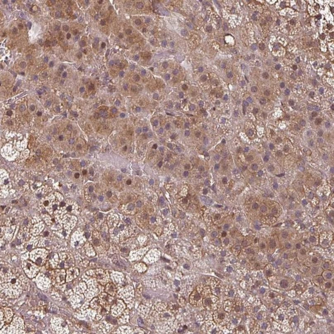 EID1 Antibody in Immunohistochemistry (IHC)