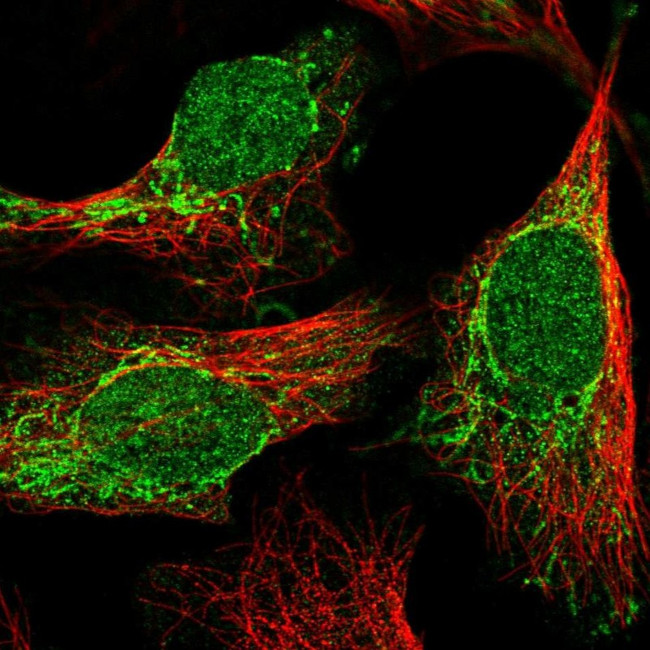 C2orf68 Antibody in Immunocytochemistry (ICC/IF)
