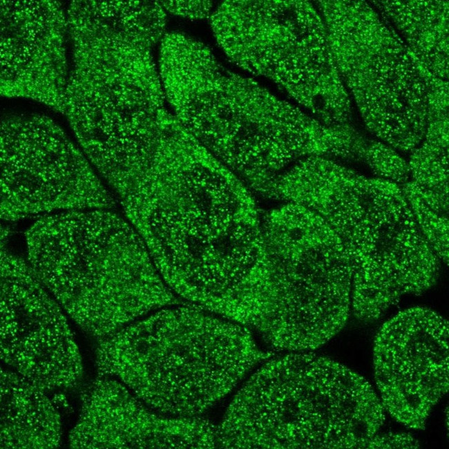 MCTP2 Antibody in Immunocytochemistry (ICC/IF)