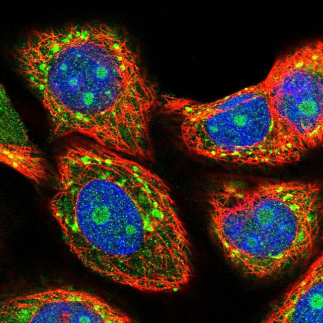 MIF4GD Antibody in Immunocytochemistry (ICC/IF)