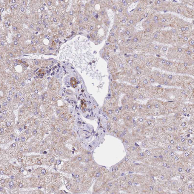 GBP7 Antibody in Immunohistochemistry (Paraffin) (IHC (P))
