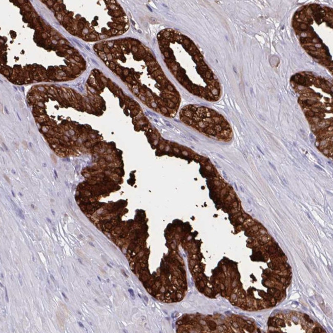 MSMB Antibody in Immunohistochemistry (Paraffin) (IHC (P))
