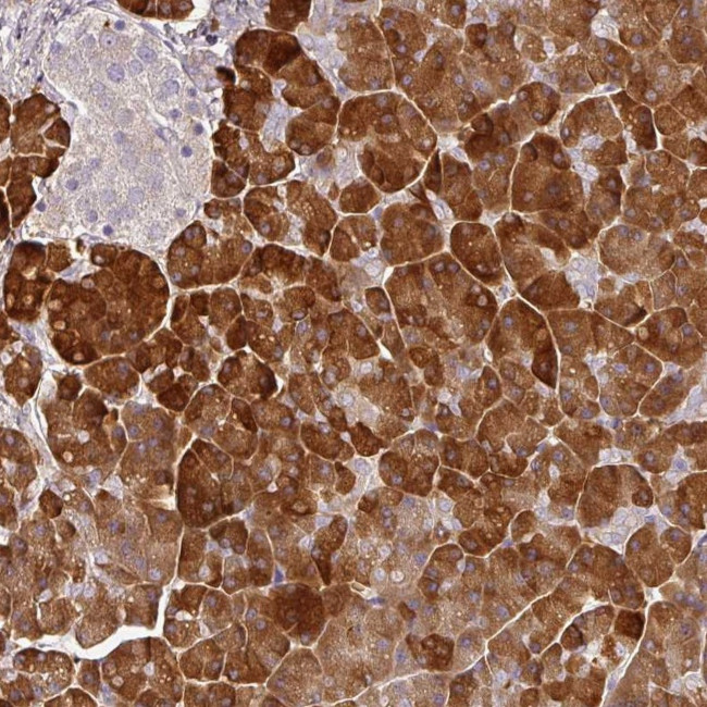 MBD3L3 Antibody in Immunohistochemistry (Paraffin) (IHC (P))