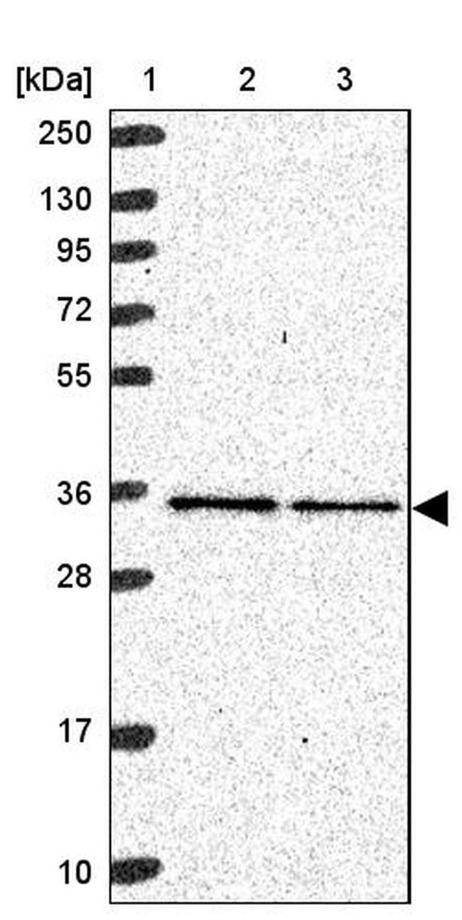 MRPL4 Antibody in Western Blot (WB)