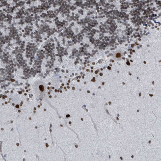 SH2D7 Antibody in Immunohistochemistry (Paraffin) (IHC (P))