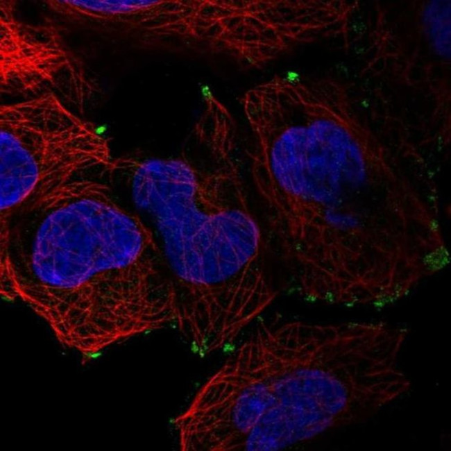 SMIM11 Antibody in Immunocytochemistry (ICC/IF)