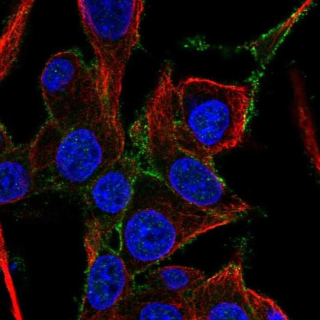 FAM171A1 Antibody in Immunocytochemistry (ICC/IF)