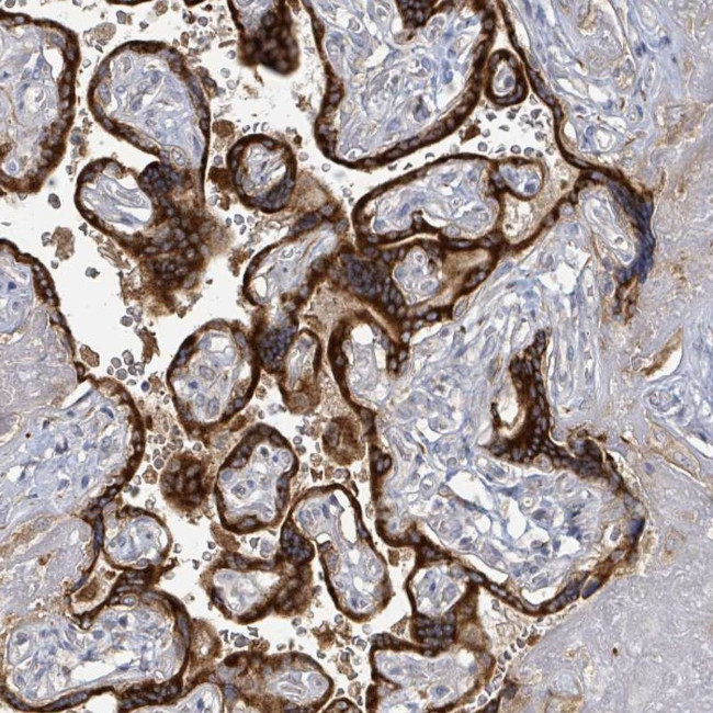 KCNS2 Antibody in Immunohistochemistry (Paraffin) (IHC (P))