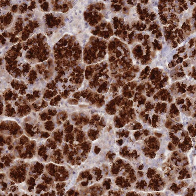 ATP5G2 Antibody in Immunohistochemistry (Paraffin) (IHC (P))