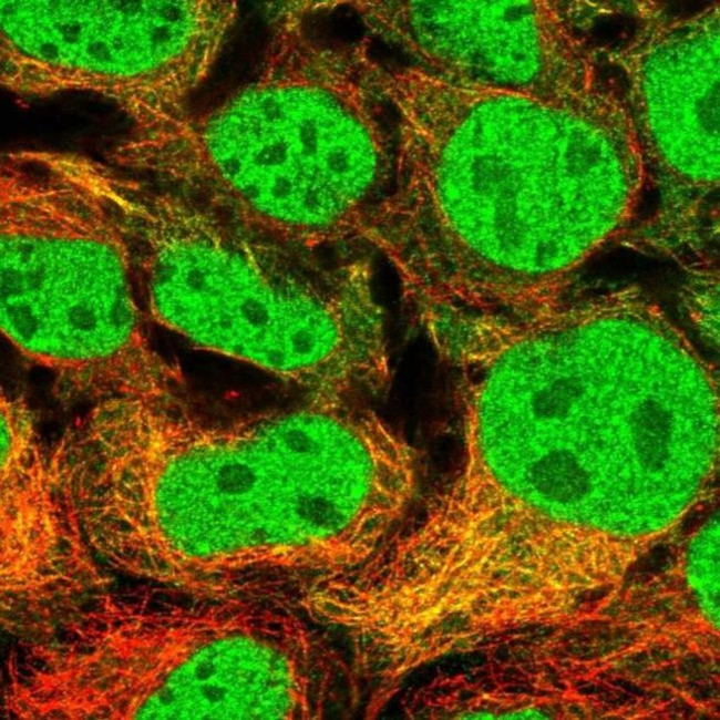 MAP7D2 Antibody in Immunocytochemistry (ICC/IF)