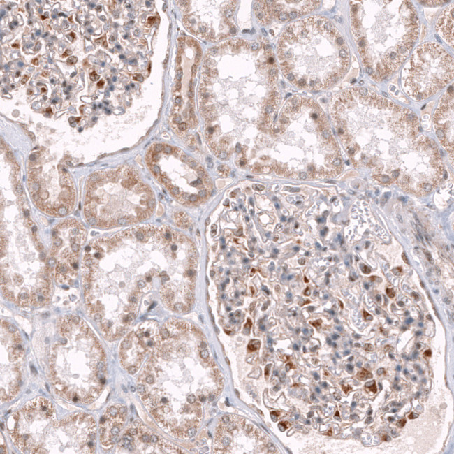 NELL1 Antibody in Immunohistochemistry (Paraffin) (IHC (P))
