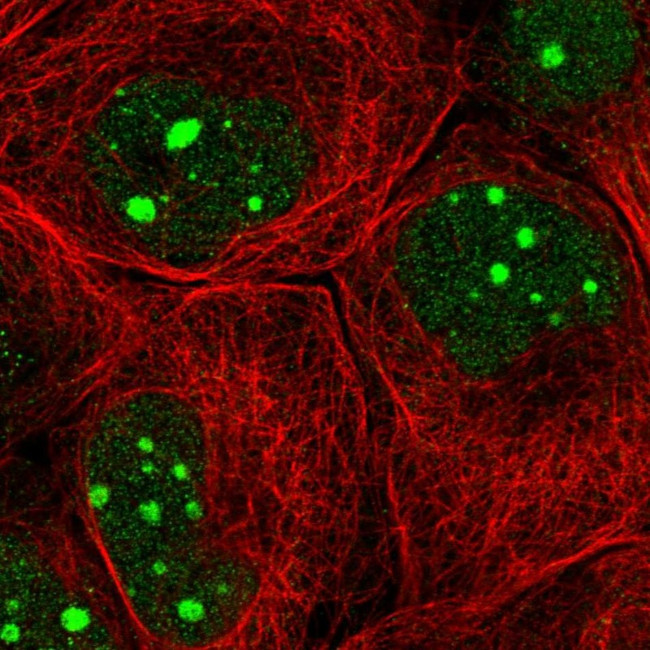 GTF3C1 Antibody in Immunocytochemistry (ICC/IF)