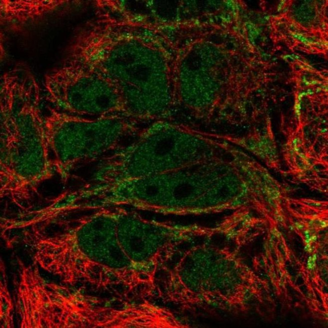 MRPL21 Antibody in Immunocytochemistry (ICC/IF)