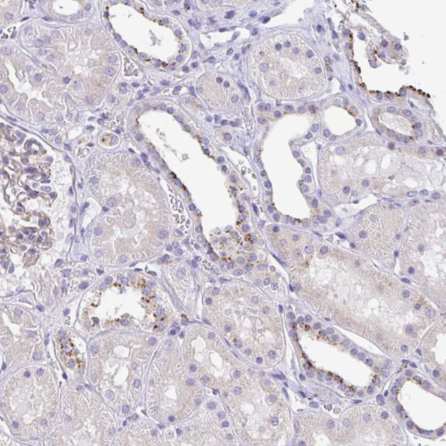 LENG9 Antibody in Immunohistochemistry (Paraffin) (IHC (P))