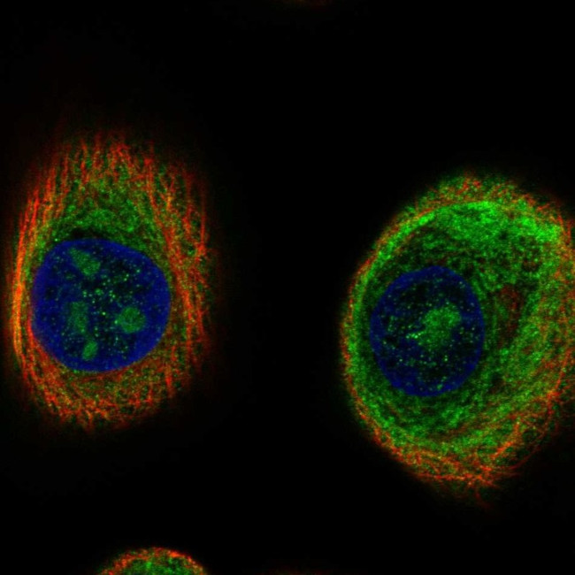 C17orf98 Antibody in Immunocytochemistry (ICC/IF)