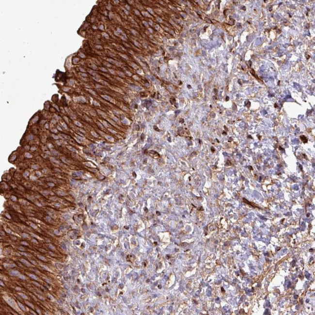 ZNF300 Antibody in Immunohistochemistry (Paraffin) (IHC (P))