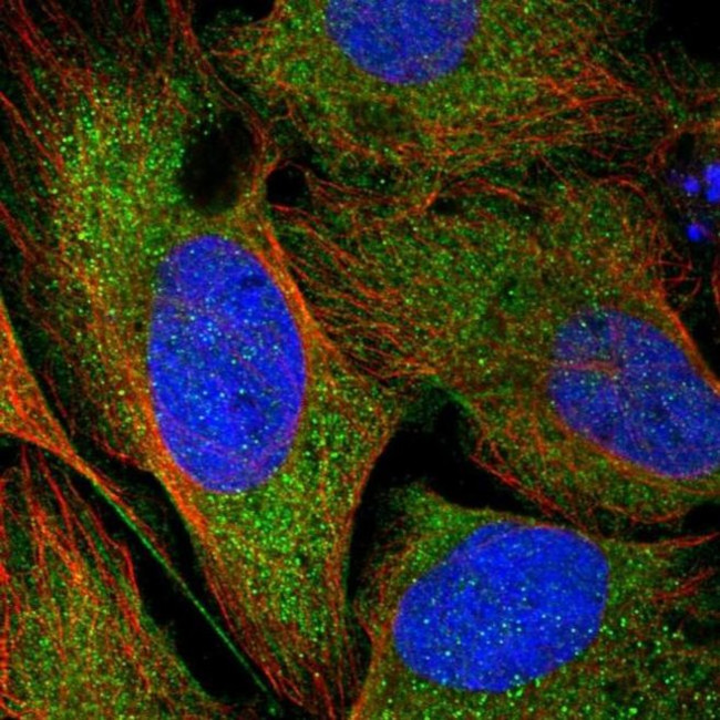 CCDC121 Antibody in Immunocytochemistry (ICC/IF)